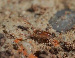 Chthonius tetrachelatus 153899429 by Lorin Timaeus. Used under a CC BY 4.0 license.