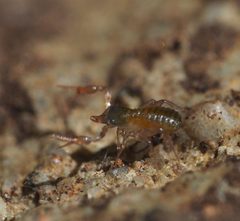 Chthonius tetrachelatus 153900002 by Lorin Timaeus. Used under a CC BY 4.0 license.