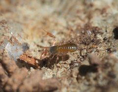 Chthonius tetrachelatus 153900055 by Lorin Timaeus. Used under a CC BY 4.0 license.