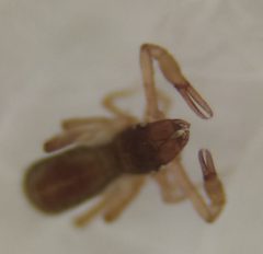 Chthonius tetrachelatus 154230346 by Lorin Timaeus. Used under a CC BY 4.0 license.