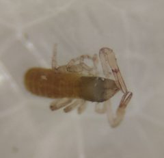 Chthonius tetrachelatus 154230418 by Lorin Timaeus. Used under a CC BY 4.0 license.