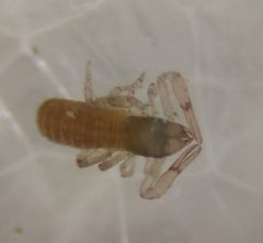 Chthonius tetrachelatus 154230450 by Lorin Timaeus. Used under a CC BY 4.0 license.