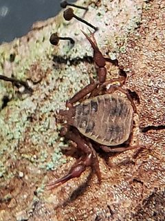 Pseudogarypus banksi by David Bird. Used under a CC0 license.