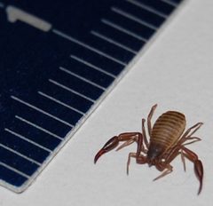 2008 chelifer cancroides 3 by Rl. Used under a CC BY-SA 3.0 license.