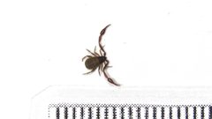Chelifer cancroides 65064350 by Dan MacNeal. Used under a CC BY 4.0 license.