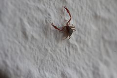 Chelifer cancroides 67203894 by Harrison J Elkins. Used under a CC BY 4.0 license.