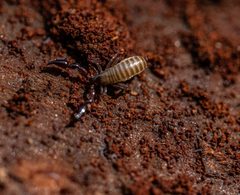 Pseudoscorpion sp by Atlas Þə Biologist. Used under a CC BY 4.0 license.