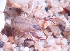 Garypus californicus 129986552 by Henrik Kibak. Used under a CC BY 4.0 license.