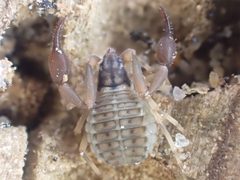 Garypus californicus 161194877 by Chloe and Trevor Van Loon. Used under a CC BY 4.0 license.