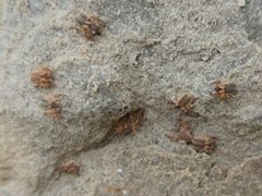 Garypus californicus 184673116 by Casey H. Richart. Used under a CC BY 4.0 license.