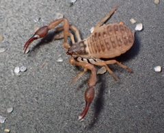 Garypus californicus 204297065 by Cricket Raspet. Used under a CC BY 4.0 license.