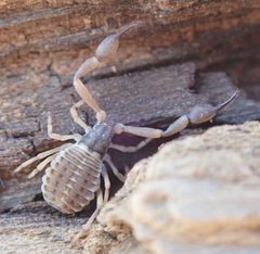 Garypus californicus 233489277 by Henrik Kibak. Used under a CC BY 4.0 license.