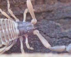 Garypus californicus 233489284 by Henrik Kibak. Used under a CC BY 4.0 license.