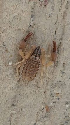 Garypus californicus 56146021 by Casey H. Richart. Used under a CC BY 4.0 license.