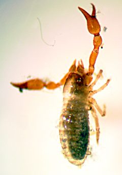 Microbisium parvulum by Trépas. Used under a CC BY-SA 3.0 license.