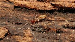 Hubbardia pentapeltis 13158926 by Casey H. Richart. Used under a CC BY 4.0 license.