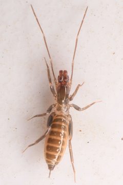 Hubbardia pentapeltis 186267175 by Chloe and Trevor Van Loon. Used under a CC BY 4.0 license.