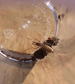 Hubbardia pentapeltis 60447422 by Rachel Allingham. Used under a CC BY 4.0 license.