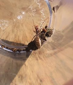 Hubbardia pentapeltis 60447427 by Rachel Allingham. Used under a CC BY 4.0 license.