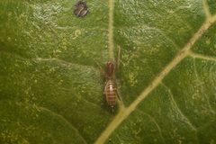 Stenochrus portoricensis 25798156 by Sebastian Serna Muñoz. Used under a CC BY 4.0 license.