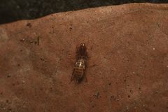 Stenochrus portoricensis 25798158 by Sebastian Serna Muñoz. Used under a CC BY 4.0 license.