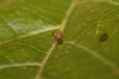 Stenochrus portoricensis 25798243 by Sebastian Serna Muñoz. Used under a CC BY 4.0 license.