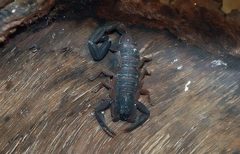 Centruroides gracilis 0zz by Photo by David J. Stang. Used under a CC BY-SA 4.0 license.