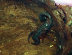 Centruroides gracilis 1zz by Photo by David J. Stang. Used under a CC BY-SA 4.0 license.
