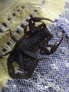 Centruroides gracilis 202274577 by Biól. Obed Palagot Echavarria. Used under a CC BY-SA 4.0 license.