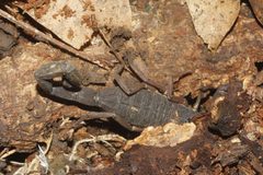 Centruroides gracilis 2762251 by Juan Cruzado Cortés. Used under a CC BY-SA 4.0 license.