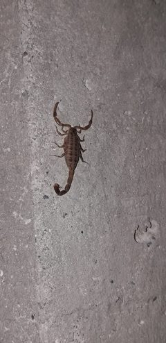Centruroides sculpturatus 62834084 by Lisa Cuiltrez. Used under a CC0 license.