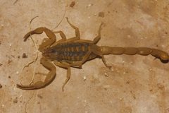 Centruroides sculpturatus 64294867 by Juan Cruzado Cortés. Used under a CC BY-SA 4.0 license.