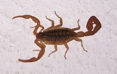 Centruroides suffusus by Drini (Pedro Sánchez). Used under a CC BY 2.5 license.