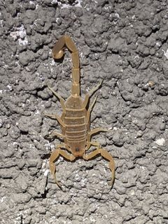 Centruroides vittatus 139351137 by Benjamin Burgunder. Used under a CC BY 4.0 license.