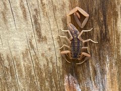 Centruroides vittatus 150501727 by Haley Daniels. Used under a CC BY 4.0 license.