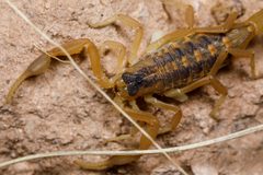 Centruroides vittatus 154096238 by Meghan Cassidy. Used under a CC BY-SA 4.0 license.