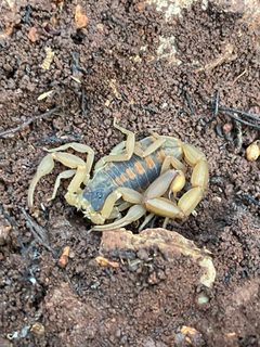 Centruroides vittatus 173815544 by threeagoutdoors. Used under a CC BY 4.0 license.