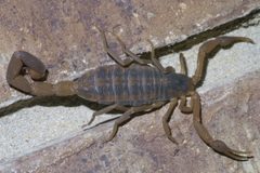 Centruroides vittatus P1410866a by 
xpda. Used under a CC BY-SA 4.0 license.