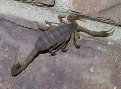 Centruroides vittatus P1410874a by 
xpda. Used under a CC BY-SA 4.0 license.