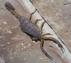 Centruroides vittatus P1410876a by 
xpda. Used under a CC BY-SA 4.0 license.