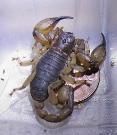 AnuroctonusPococki 3684 by Davefoc. Used under a CC BY-SA 3.0 license.