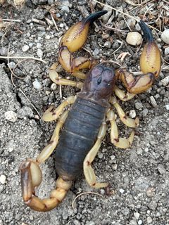 California Swollenstinger Scorpion imported from iNaturalist photo 290338286 on 16 November 2023 by (c) kclarksdnhmorg, some rights reserved (CC BY). Used under a CC BY 4.0 license.