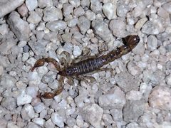 Superstitionia donensis 155083946 by Daniel. Used under a CC BY 4.0 license.