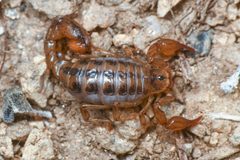 Superstitionia donensis 183245871 by Chloe and Trevor Van Loon. Used under a CC BY 4.0 license.