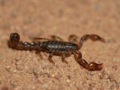 Superstitionia donensis 218703772 by Tobi (he/him). Used under a CC0 license.