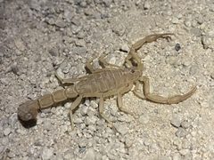 Paravaejovis confusus by Ethan Wright. Used under a CC BY 4.0 license.