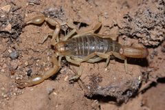 Paravaejovis spinigerus by Andrew Meeds. Used under a CC BY 4.0 license.