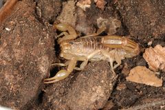 Paravaejovis spinigerus 002 by Acrocynus. Used under a CC BY-SA 3.0 license.