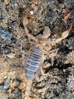 Paruroctonus boreus 120913683 by Matt Berger. Used under a CC BY 4.0 license.