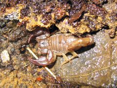 California common scorpion - Paruroctonus silvestrii - Flickr - GregTheBusker by Greg Schechter from San Francisco, USA. Used under a CC BY 2.0 license.